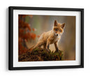 Zorro bebé curioso - Robert Adamec | Cuadro decorativo de Canvas Lab