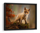 Zorro bebé curioso - Robert Adamec | Cuadro decorativo de Canvas Lab
