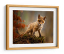 Zorro bebé curioso - Robert Adamec | Cuadro decorativo de Canvas Lab