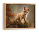 Zorro bebé curioso - Robert Adamec | Cuadro decorativo de Canvas Lab