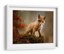 Zorro bebé curioso - Robert Adamec | Cuadro decorativo de Canvas Lab