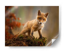 Zorro bebé curioso - Robert Adamec | Cuadro decorativo de Canvas Lab