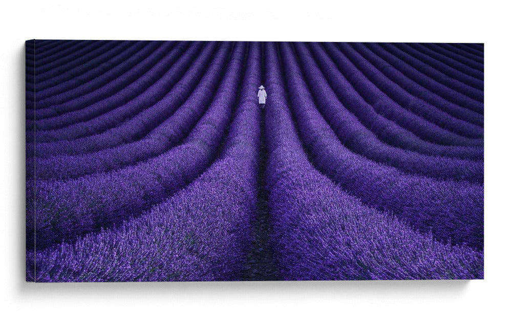 Soledad maravillosa en el campo de lavanda - Lluis de Haro | Cuadro decorativo de Canvas Lab