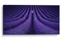 Soledad maravillosa en el campo de lavanda - Lluis de Haro | Cuadro decorativo de Canvas Lab
