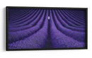 Soledad maravillosa en el campo de lavanda - Lluis de Haro | Cuadro decorativo de Canvas Lab