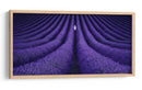 Soledad maravillosa en el campo de lavanda - Lluis de Haro | Cuadro decorativo de Canvas Lab