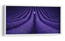 Soledad maravillosa en el campo de lavanda - Lluis de Haro | Cuadro decorativo de Canvas Lab