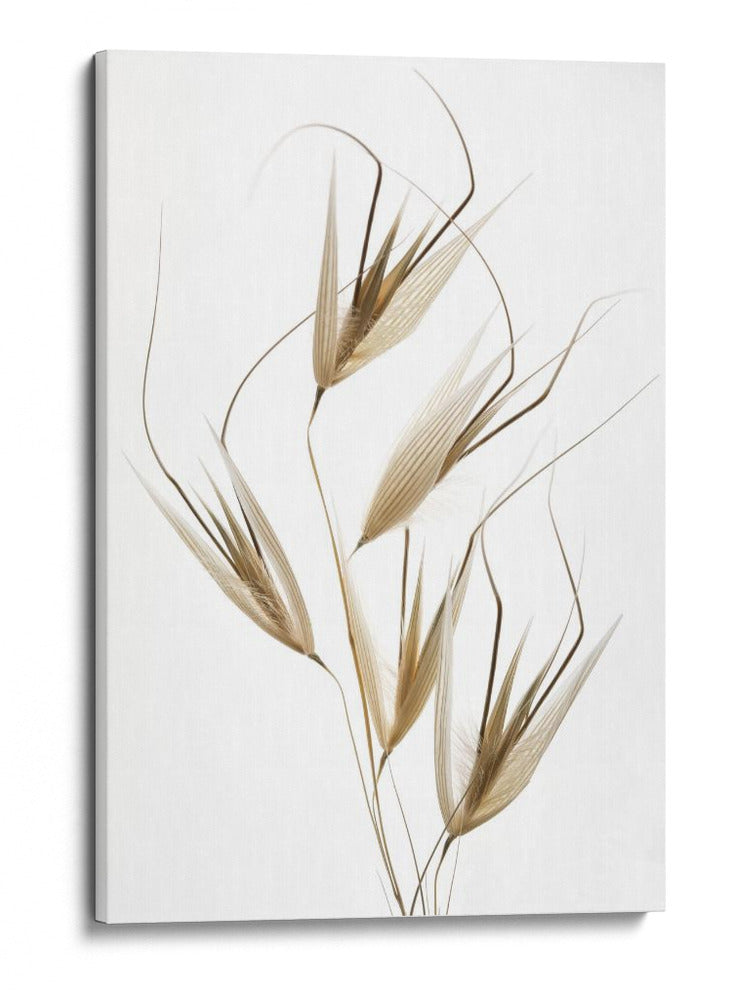 Susurros de hierba seca - Thierry Lagandre (Transgressed | Cuadro decorativo de Canvas Lab
