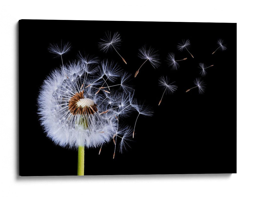 Semillas de diente de león volando - Bess Hamiti | Cuadro decorativo de Canvas Lab