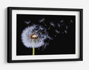 Semillas de diente de león volando - Bess Hamiti | Cuadro decorativo de Canvas Lab