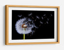 Semillas de diente de león volando - Bess Hamiti | Cuadro decorativo de Canvas Lab