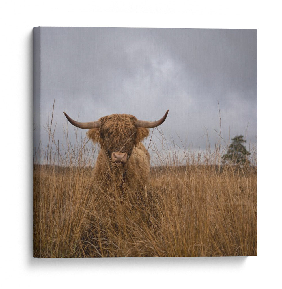 Vaca de las Tierras Altas peluda - Gert van den | Cuadro decorativo de Canvas Lab
