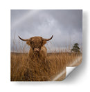 Vaca de las Tierras Altas peluda - Gert van den | Cuadro decorativo de Canvas Lab