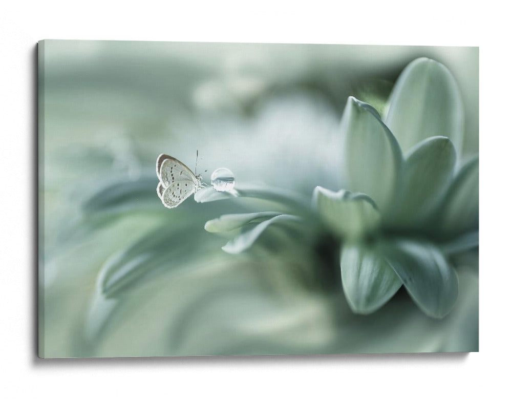 Rocío delicado de mariposa - Arief Setiawan | Cuadro decorativo de Canvas Lab