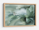 Rocío delicado de mariposa - Arief Setiawan | Cuadro decorativo de Canvas Lab