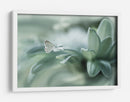 Rocío delicado de mariposa - Arief Setiawan | Cuadro decorativo de Canvas Lab