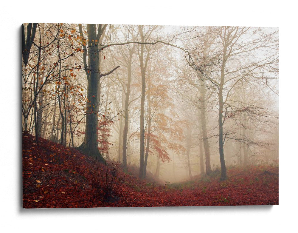 Sendero brumoso del bosque otoñal - Leif Londal | Cuadro decorativo de Canvas Lab