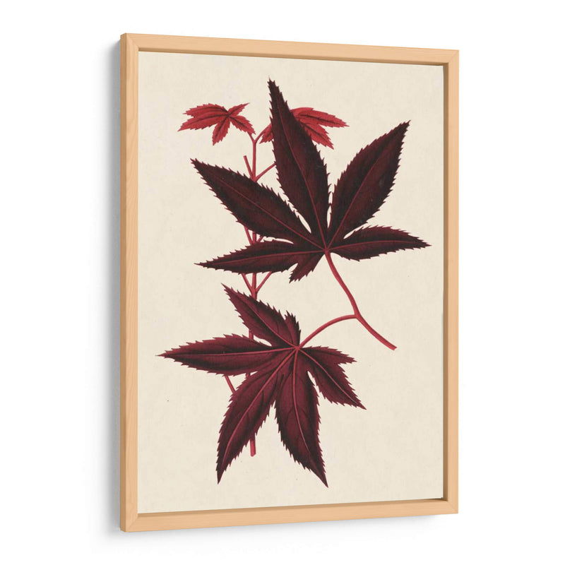 Arce Japonés Deja - Stroobant | Cuadro decorativo de Canvas Lab