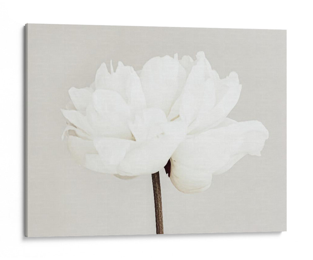Flor de peonía blanca - Fluidys Studio III | Cuadro decorativo de Canvas Lab