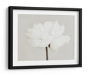 Flor de peonía blanca - Fluidys Studio III | Cuadro decorativo de Canvas Lab