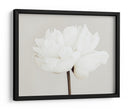 Flor de peonía blanca - Fluidys Studio III | Cuadro decorativo de Canvas Lab