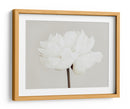 Flor de peonía blanca - Fluidys Studio III | Cuadro decorativo de Canvas Lab