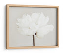 Flor de peonía blanca - Fluidys Studio III | Cuadro decorativo de Canvas Lab