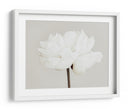 Flor de peonía blanca - Fluidys Studio III | Cuadro decorativo de Canvas Lab