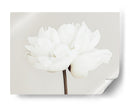Flor de peonía blanca - Fluidys Studio III | Cuadro decorativo de Canvas Lab