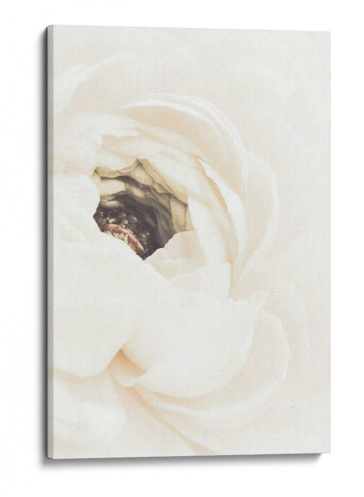 Flor de ranúnculo blanco suave - Fluidys Studio III | Cuadro decorativo de Canvas Lab