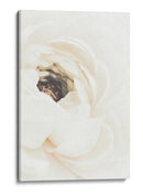 Flor de ranúnculo blanco suave - Fluidys Studio III | Cuadro decorativo de Canvas Lab