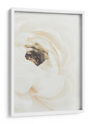 Flor de ranúnculo blanco suave - Fluidys Studio III | Cuadro decorativo de Canvas Lab