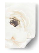 Flor de ranúnculo blanco suave - Fluidys Studio III | Cuadro decorativo de Canvas Lab