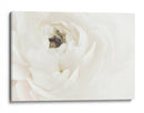 Flor blanca suave - Fluidys Studio III | Cuadro decorativo de Canvas Lab