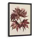 Hojas De Arce Japonesas Ii - Stroobant | Cuadro decorativo de Canvas Lab
