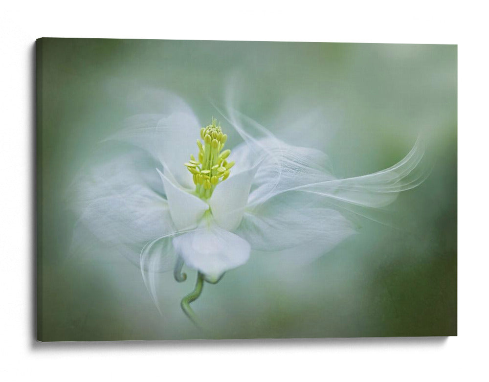 Flor suave y soñadora - Jacky Parker | Cuadro decorativo de Canvas Lab