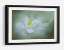 Flor suave y soñadora - Jacky Parker | Cuadro decorativo de Canvas Lab