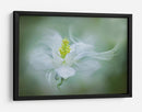 Flor suave y soñadora - Jacky Parker | Cuadro decorativo de Canvas Lab