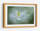 Flor suave y soñadora - Jacky Parker | Cuadro decorativo de Canvas Lab