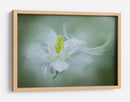 Flor suave y soñadora - Jacky Parker | Cuadro decorativo de Canvas Lab