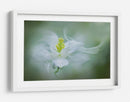 Flor suave y soñadora - Jacky Parker | Cuadro decorativo de Canvas Lab