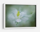 Flor suave y soñadora - Jacky Parker | Cuadro decorativo de Canvas Lab