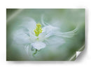 Flor suave y soñadora - Jacky Parker | Cuadro decorativo de Canvas Lab