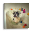 Hora del baño del Boston Terrier - DDiArte | Cuadro decorativo de Canvas Lab