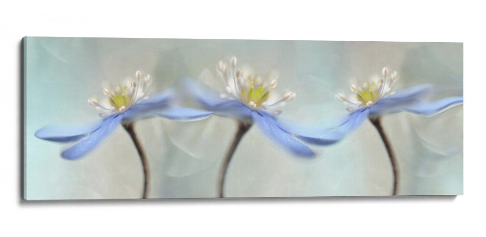 Flores azules de ensueño - Heidi Westum | Cuadro decorativo de Canvas Lab