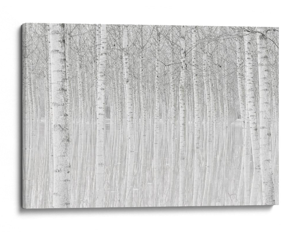 Reflejos de abedul blanco - Aglioni Simone | Cuadro decorativo de Canvas Lab
