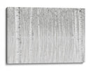 Reflejos de abedul blanco - Aglioni Simone | Cuadro decorativo de Canvas Lab