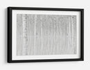 Reflejos de abedul blanco - Aglioni Simone | Cuadro decorativo de Canvas Lab