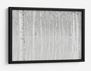 Reflejos de abedul blanco - Aglioni Simone | Cuadro decorativo de Canvas Lab