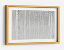 Reflejos de abedul blanco - Aglioni Simone | Cuadro decorativo de Canvas Lab